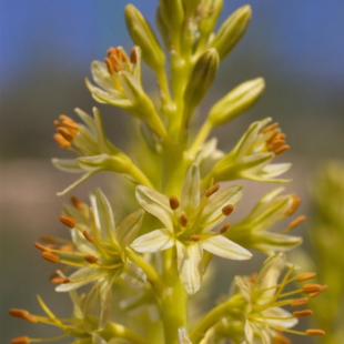 Eremurus spectabilis